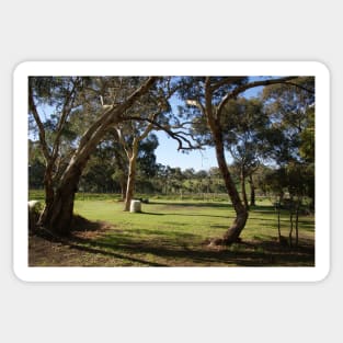 Gum Trees and Vineyard by Avril Thomas Sticker